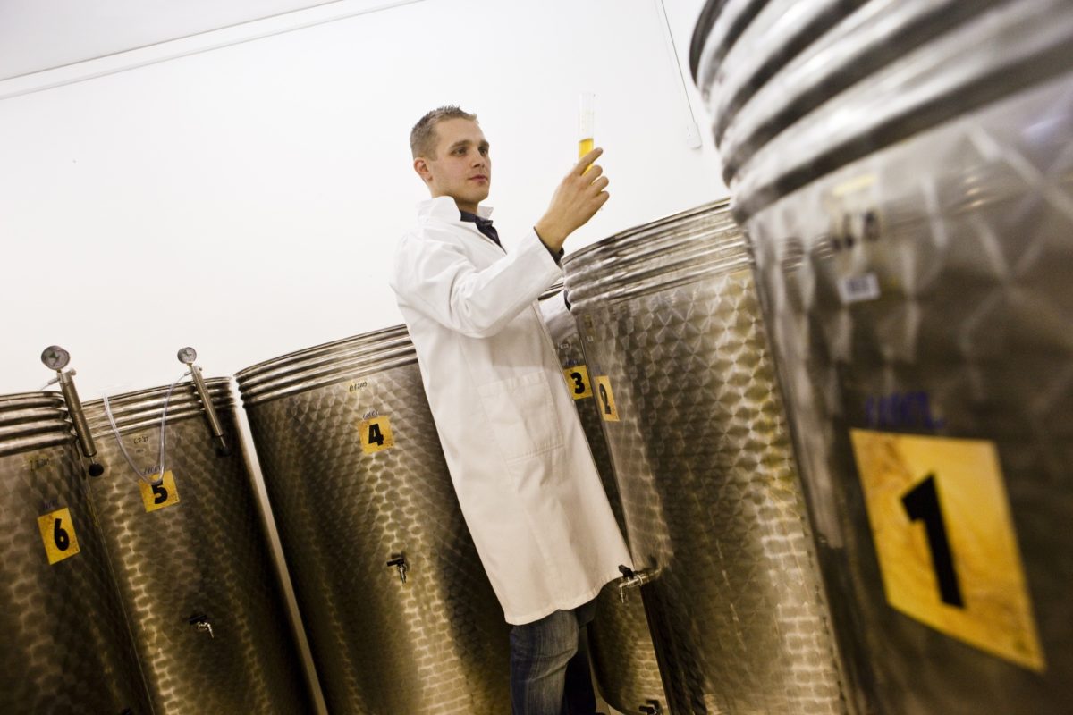 Ušľachtilé kvasinky vytvárajú mladú medovinu.