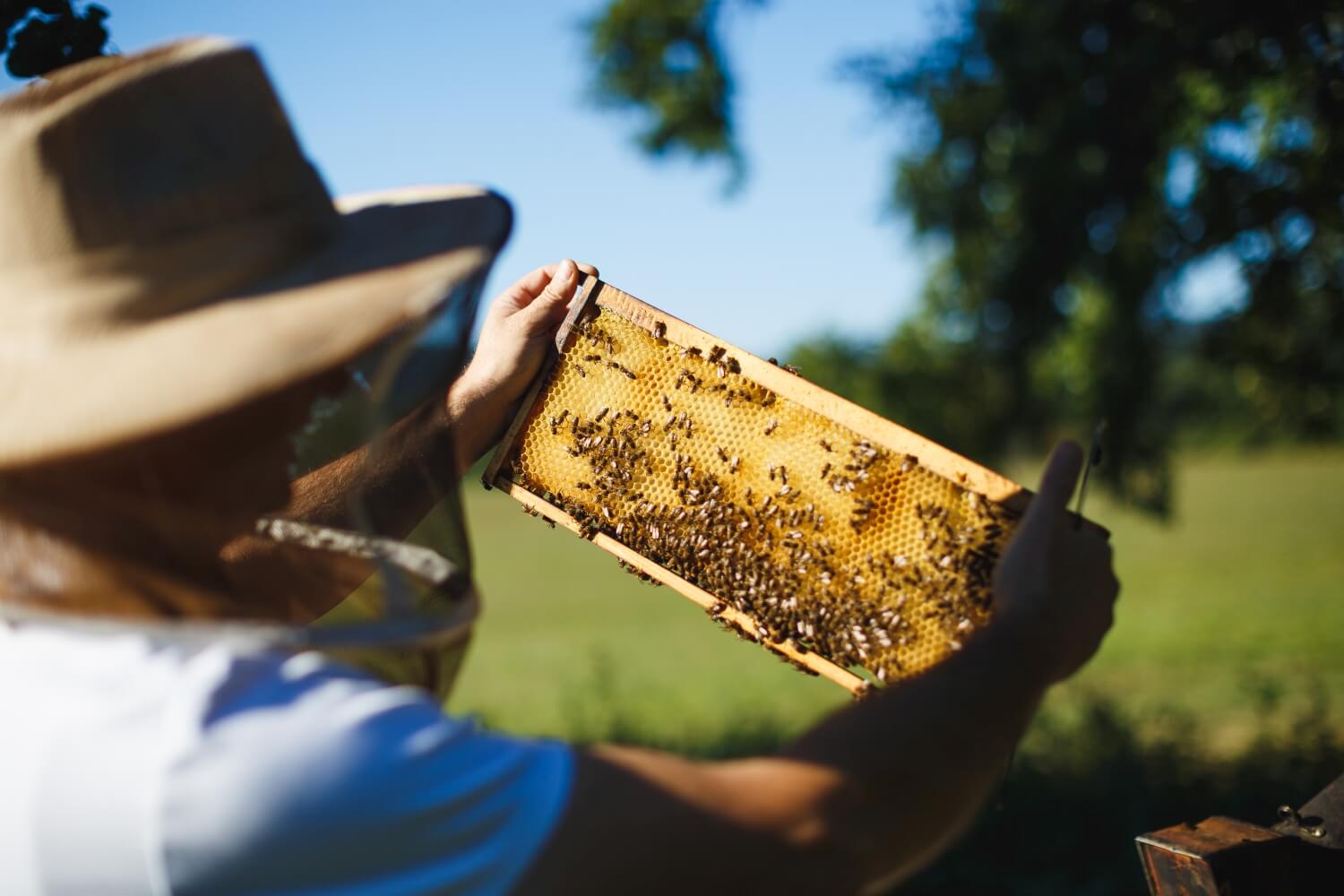Včelám sa venujeme niekoľko desaťročí
