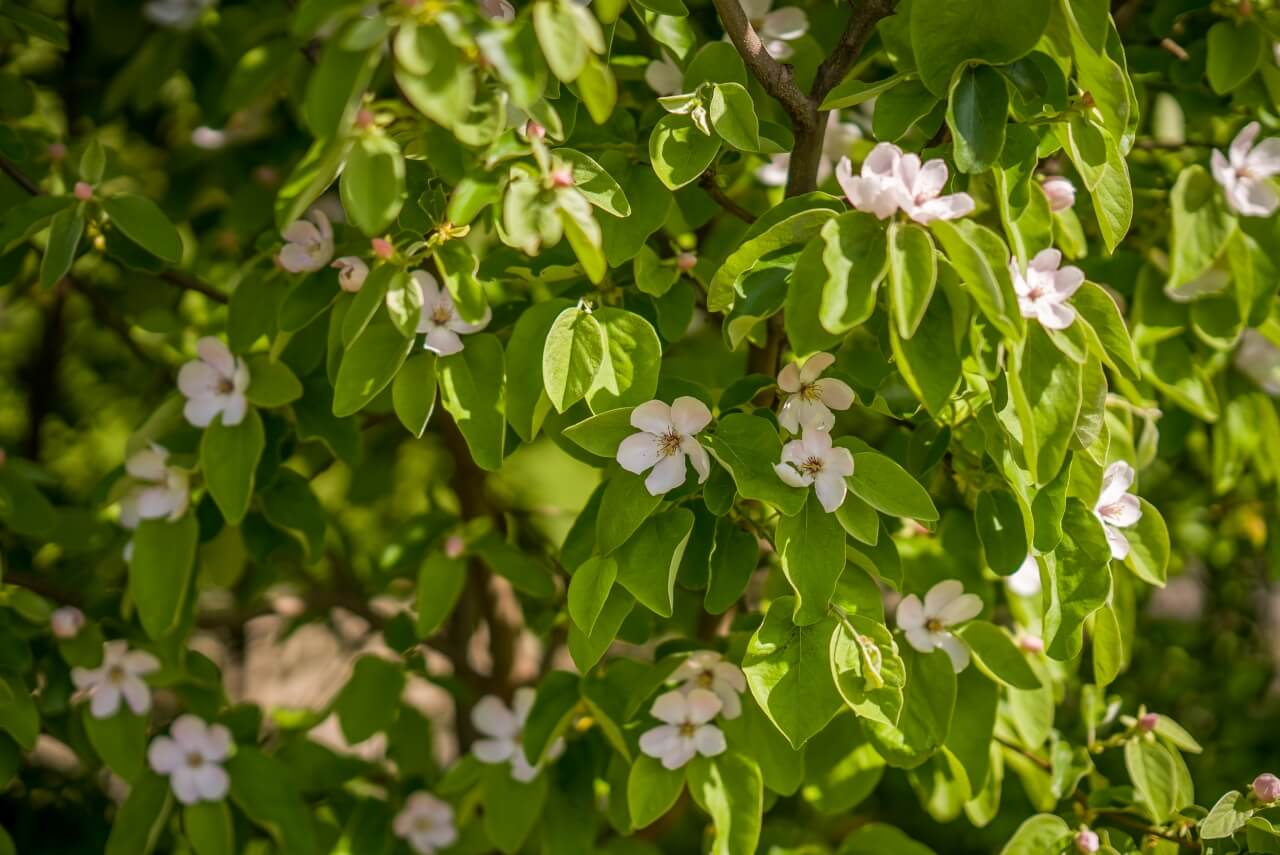 Pol kila medu: 2 milióny kvetov